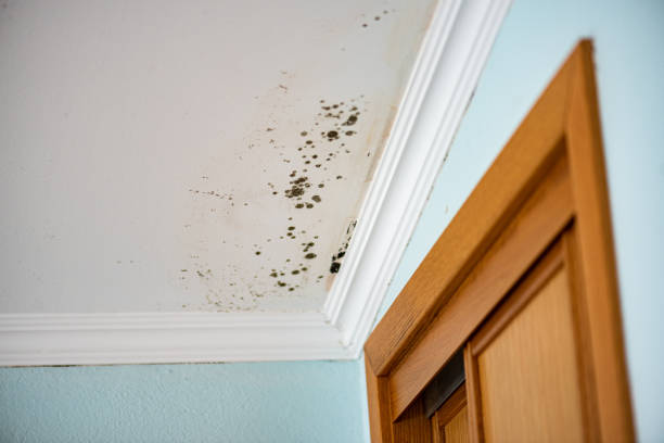 Best Certified Mold Removal  in El Cerro, NM
