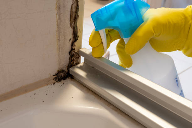 Best Residential Mold Removal  in El Cerro, NM