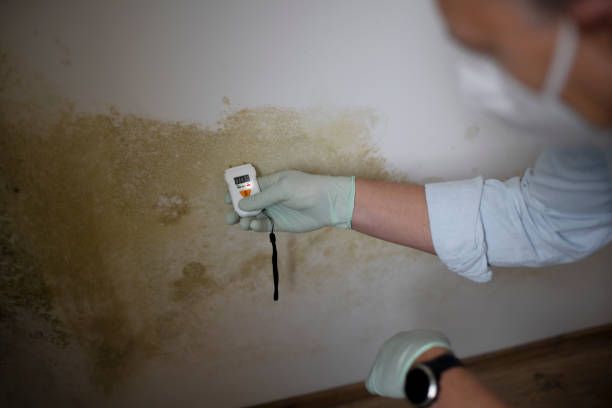 Best Mold Remediation  in El Cerro, NM