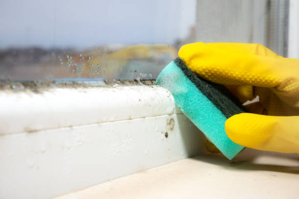Best Commercial Mold Removal  in El Cerro, NM