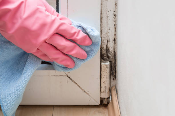 Reliable El Cerro, NM Mold Removal Solutions
