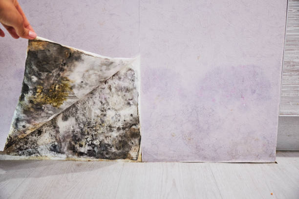 Best Mold Removal Near Me  in El Cerro, NM